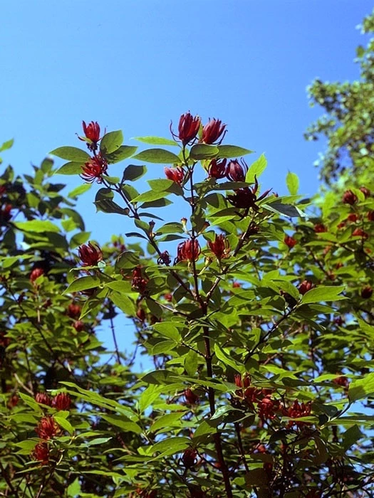 Calycanthus Floridus, Gewürzstrauch 2 Calycanthus Floridus, Gewürzstrauch – Bild 2