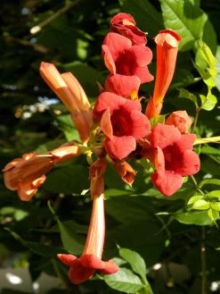 Campsis Radicans, Trompetenblume, Klettertrompete, Trompetenwinde