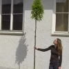 Carpinus Betulus Fastigiata, Säulen-Hainbuche - Hochstamm