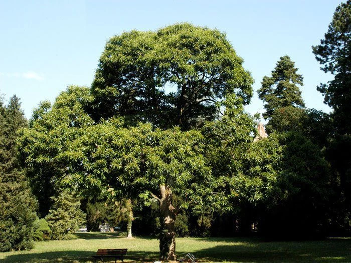 Esskastanie/Marone 'Marigoule' 2 Esskastanie/Marone 'Marigoule' – Bild 2