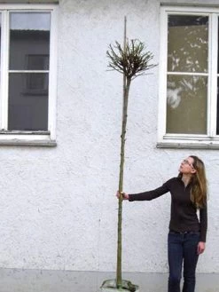 Catalpa Bignonioides Nana, Kugel-Trompetenbaum - Hochstamm 6 Catalpa Bignonioides Nana, Kugel-Trompetenbaum - Hochstamm -Gartengrün -Pflanze catalpa nana hochstamm 1280x1280
