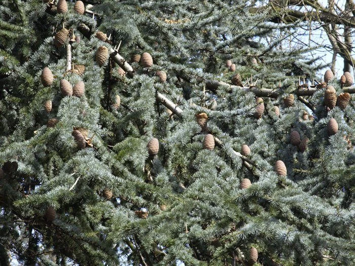 Cedrus Atlantica 'Glauca', Blaue Atlas-Zeder 2 Cedrus Atlantica 'Glauca', Blaue Atlas-Zeder – Bild 2
