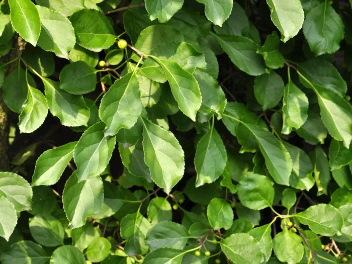 Celastrus Orbiculatus, Baumwürger 2 Celastrus Orbiculatus, Baumwürger – Bild 2