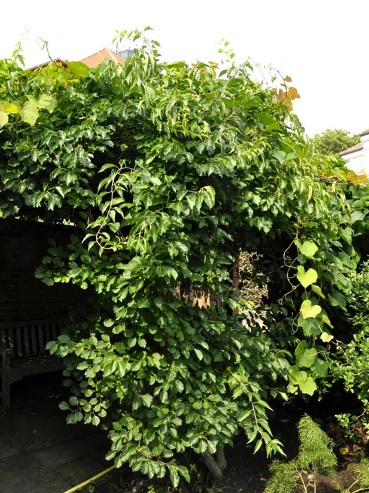 Celastrus Orbiculatus, Baumwürger 1 Celastrus Orbiculatus, Baumwürger