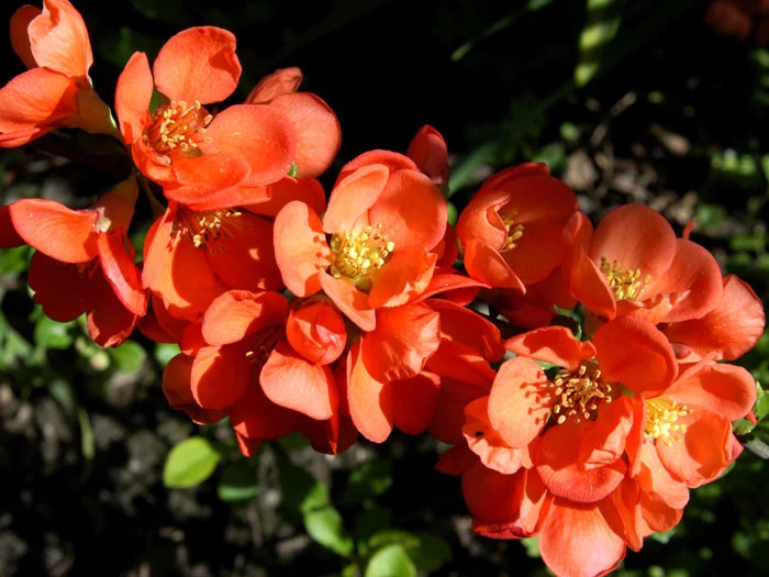 Nordische Zitrone, Essbare Zierquitte 2 Nordische Zitrone, Essbare Zierquitte – Bild 2