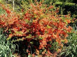 Nordische Zitrone, Essbare Zierquitte 5 Nordische Zitrone, Essbare Zierquitte -Gartengrün -Pflanze chaenomeles cido 1280x1280