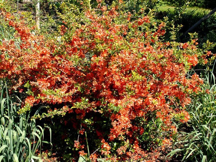 Nordische Zitrone, Essbare Zierquitte 3 Nordische Zitrone, Essbare Zierquitte – Bild 3