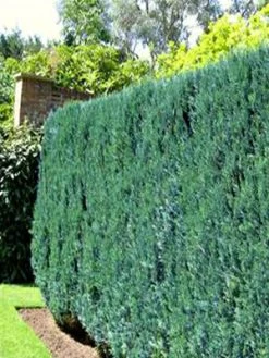 Chamaecyparis Lawsoniana 'Columnaris', Blaue Säulenzypresse