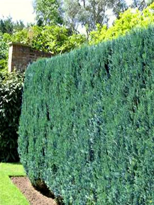 Chamaecyparis Lawsoniana 'Columnaris', Blaue Säulenzypresse 1 Chamaecyparis Lawsoniana 'Columnaris', Blaue Säulenzypresse