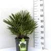 Chamaerops Humilis, Zwergpalme