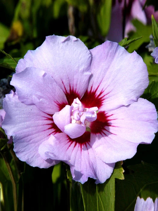 Hibiscus Syriacus 'Souvenir De Charles Breton', Hibiskus 1 Hibiscus Syriacus 'Souvenir De Charles Breton', Hibiskus