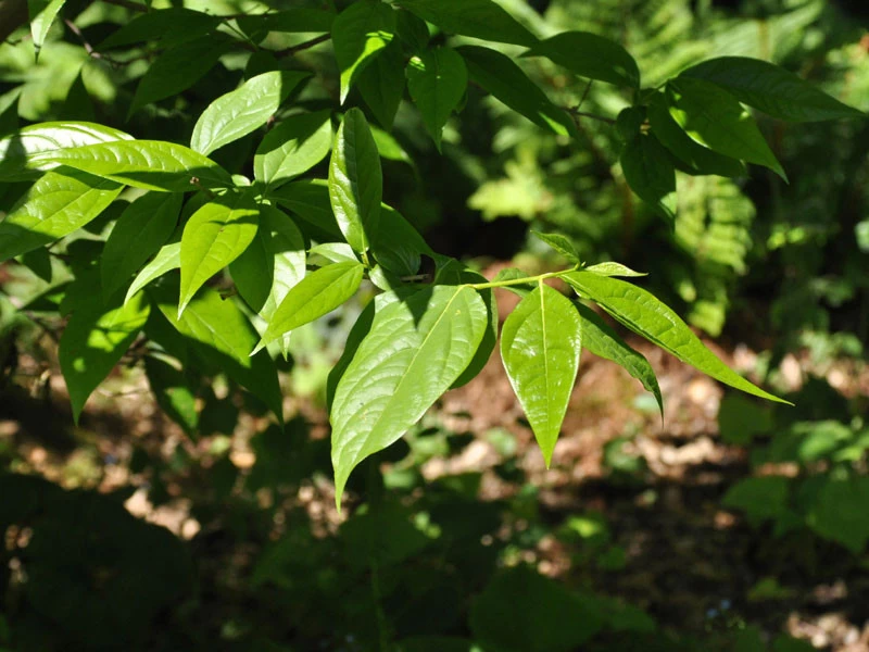 Chimonanthus Praecox, Chinesische Winterblüte 2 Chimonanthus Praecox, Chinesische Winterblüte – Bild 2