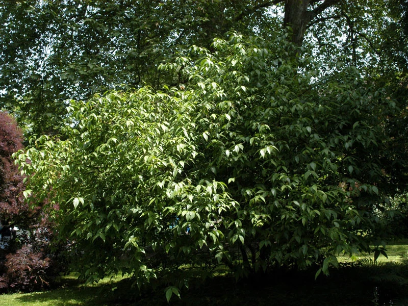 Chimonanthus Praecox, Chinesische Winterblüte 4 Chimonanthus Praecox, Chinesische Winterblüte – Bild 4