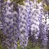 Wisteria Sinensis, Chinesischer Blauregen