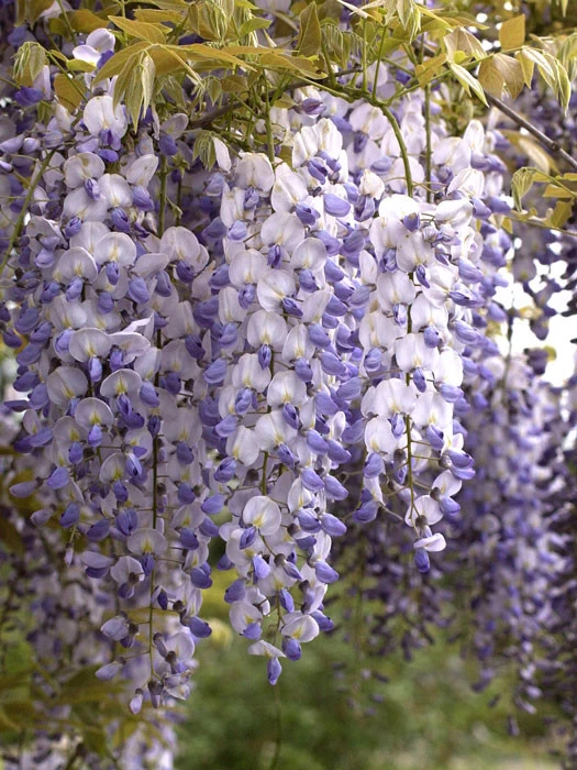 Wisteria Sinensis, Chinesischer Blauregen 1 Wisteria Sinensis, Chinesischer Blauregen
