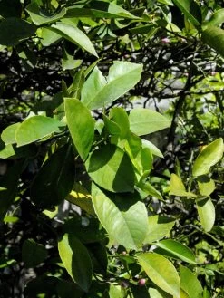 Citrus Limonum, Zitronenpflanze 7 Citrus Limonum, Zitronenpflanze -Gartengrün -Pflanze citrus limonum blatt 1280x1280