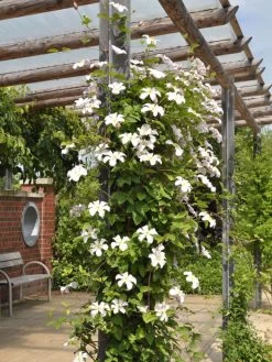 Clematis Viticella 'Huldine' 3 Clematis Viticella 'Huldine' -Gartengrün -Pflanze clematis huldine 1280x1280