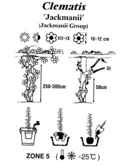 Clematis Jackmanii 5 Clematis Jackmanii -Gartengrün -Pflanze clematis jackmanii 1280x1280