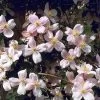 Clematis Montana 'Mayleen'