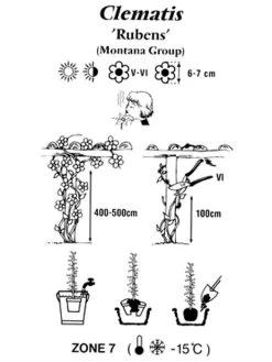 Clematis Montana 'Rubens', Anemonenwaldrebe 5 Clematis Montana 'Rubens', Anemonenwaldrebe -Gartengrün -Pflanze clematis montana rubens 1280x1280