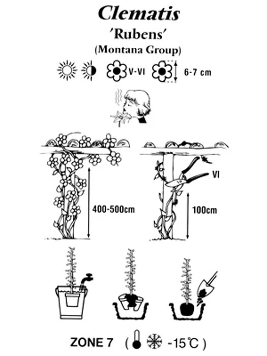 Clematis Montana 'Rubens', Anemonenwaldrebe 3 Clematis Montana 'Rubens', Anemonenwaldrebe – Bild 3