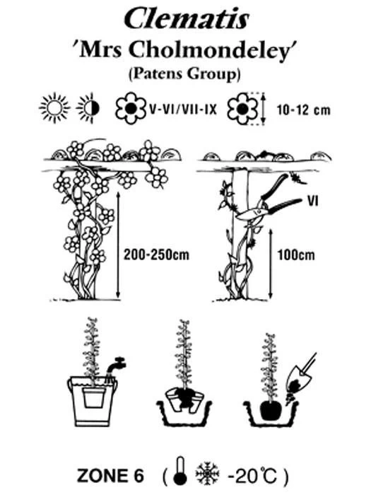 Clematis 'Mrs. Cholmondeley' 2 Clematis 'Mrs. Cholmondeley' – Bild 2