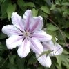 Clematis 'Nelly Moser'
