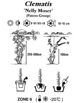 Clematis 'Nelly Moser' -Gartengrün -Pflanze clematis nelly moser 1280x1280
