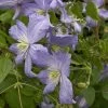 Clematis 'Prince Charles'