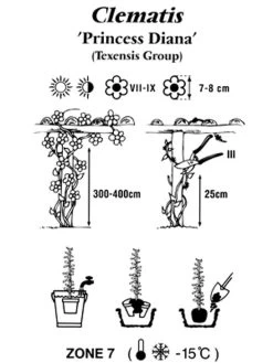 Clematis Texensis 'Princess Diana' -Gartengrün -Pflanze clematis princessdiana 1280x1280