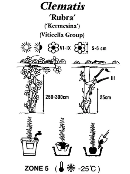 Clematis Viticella 'Rubra' 2 Clematis Viticella 'Rubra' – Bild 2