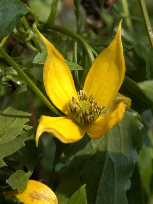 Clematis Tangutica, Goldwaldrebe 1 Clematis Tangutica, Goldwaldrebe