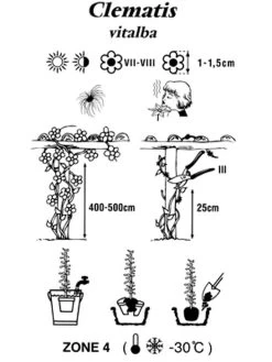 Clematis Vitalba, Gemeine Waldrebe -Gartengrün -Pflanze clematis vitalba 1280x1280