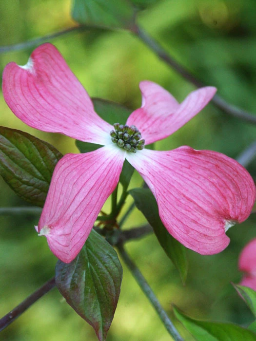 Cornus Florida 'Rubra', Roter Blumen-Hartriegel 1 Cornus Florida 'Rubra', Roter Blumen-Hartriegel