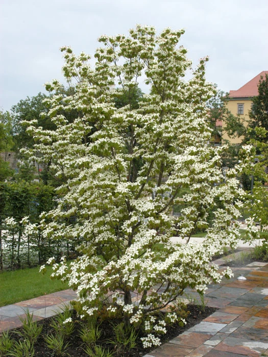 Cornus Kousa Chinensis, Chinesischer Blumenhartriegel 2 Cornus Kousa Chinensis, Chinesischer Blumenhartriegel – Bild 2