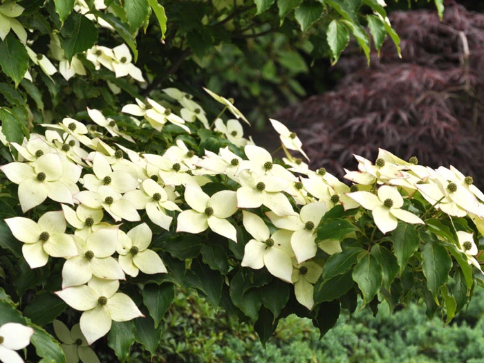 Cornus Kousa 'Milky Way', Japanischer Blumenhartriegel 2 Cornus Kousa 'Milky Way', Japanischer Blumenhartriegel – Bild 2