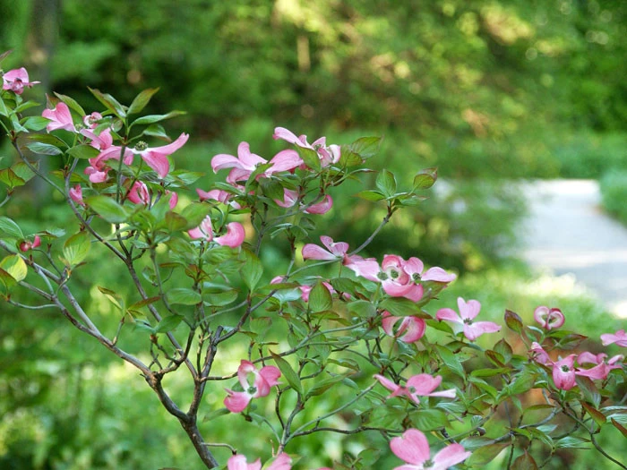 Cornus Florida 'Rubra', Roter Blumen-Hartriegel 2 Cornus Florida 'Rubra', Roter Blumen-Hartriegel – Bild 2