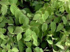 Corylopsis Pauciflora, Niedrige Scheinhasel 5 Corylopsis Pauciflora, Niedrige Scheinhasel -Gartengrün -Pflanze corylopsis pauciflora blatt 1280x1280