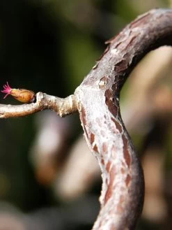 Corylus Avellana 'Contorta', Korkenzieherhasel -Gartengrün -Pflanze corylus contorta 1280x1280