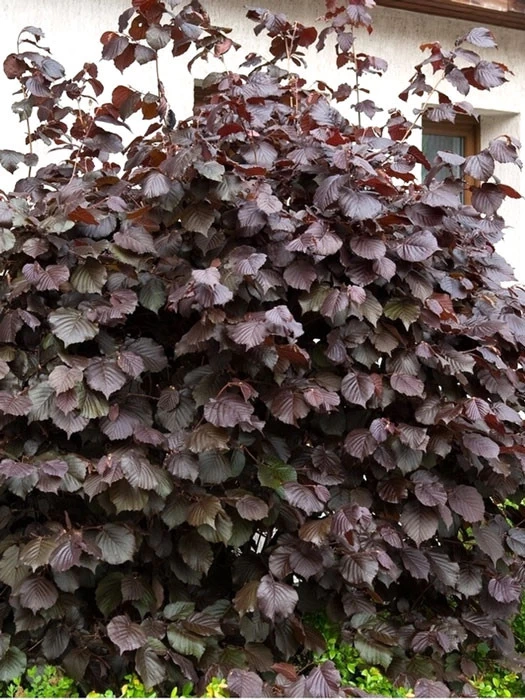 Corylus Maxima 'Purpurea', Purpurhasel 1 Corylus Maxima 'Purpurea', Purpurhasel