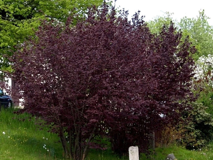 Corylus Maxima 'Purpurea', Purpurhasel 3 Corylus Maxima 'Purpurea', Purpurhasel – Bild 3