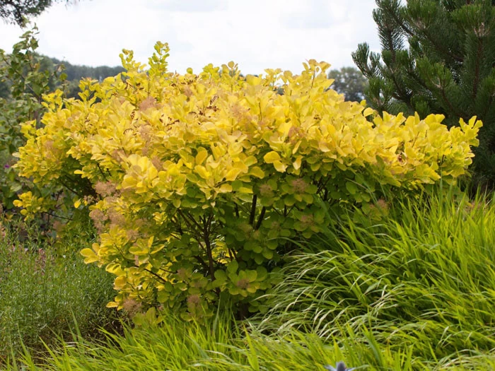 Cotinus Coggygria 'Golden Spirit' 2 Cotinus Coggygria 'Golden Spirit' – Bild 2