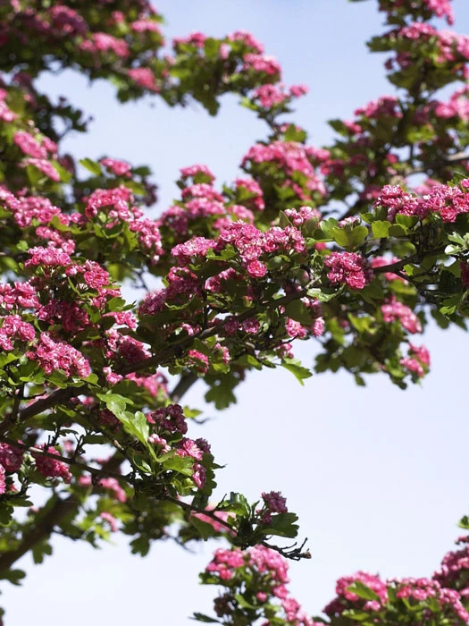 Crataegus Laevigata Paul's Scarlet, Rotdorn - Hochstamm 2 Crataegus Laevigata Paul's Scarlet, Rotdorn - Hochstamm – Bild 2
