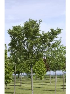 Crataegus Lavallei 'Carrierei', Lederblättriger Weißdorn - Hochstamm 5 Crataegus Lavallei 'Carrierei', Lederblättriger Weißdorn - Hochstamm -Gartengrün -Pflanze crataegus x lavallei carrie 1280x1280