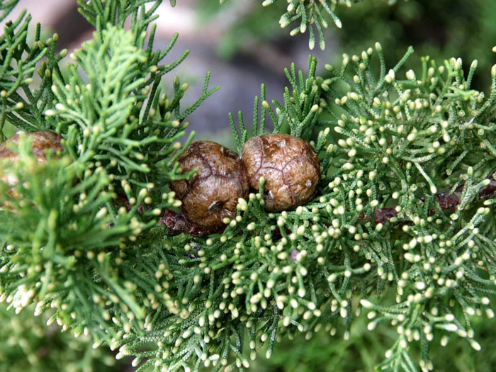 Cupressus Sempervirens 'Totem', Toscana-Zypresse 2 Cupressus Sempervirens 'Totem', Toscana-Zypresse – Bild 2