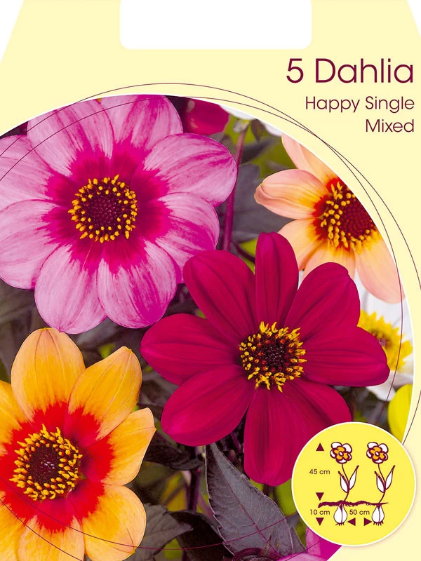 Happy Single-Dahlien-Mischung (Art.Nr. 5223060) 1 Happy Single-Dahlien-Mischung (Art.Nr. 5223060)