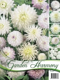 Sortiment Dahlien In Weiß (Art.Nr. 522432)