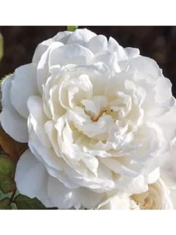 Rose William And Catherine® - Austin