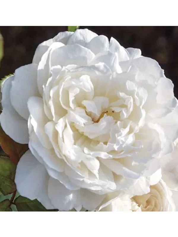 Rose William And Catherine® - Austin 1 Rose William And Catherine® - Austin