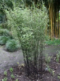 Fargesia Jiuzhaigou 'Deep Purple', Jade Bambus, Rothalmiger Schirm-Bambus 13 Fargesia Jiuzhaigou 'Deep Purple', Jade Bambus, Rothalmiger Schirm-Bambus -Gartengrün -Pflanze deep purple bambus 1280x1280
